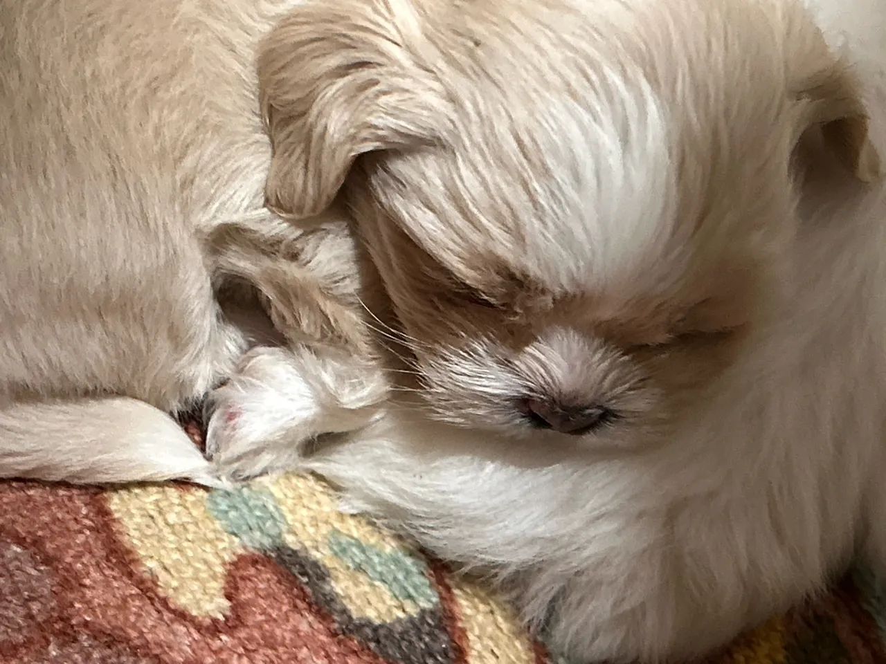 Filhotes shih tzu - Foto 4