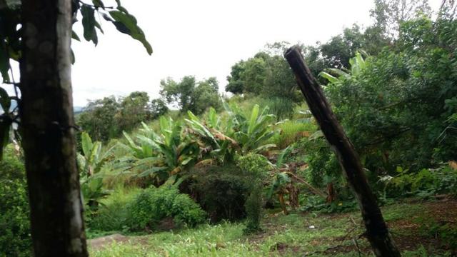 Propriedade de 4.9 hectares, em Vitória de Santo Antão-PE, com casa sede.Aceitam-se trocas - Foto 12