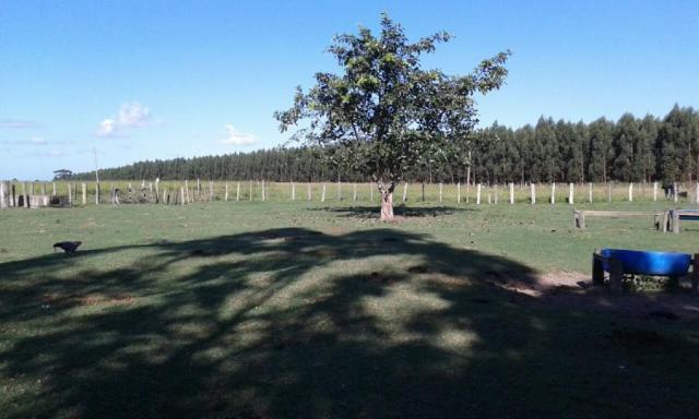 Fazenda para venda em nova viçosa, distrito de argolo - Foto 16