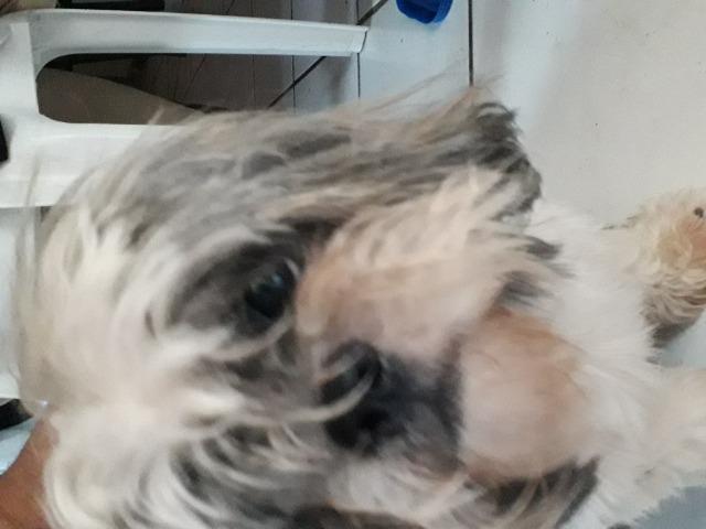 Cachorra - Foto 4