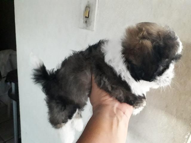 Cachorra - Foto 3