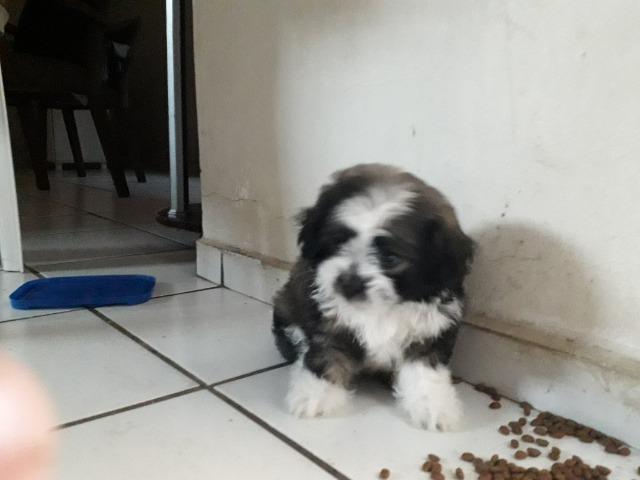 Cachorra