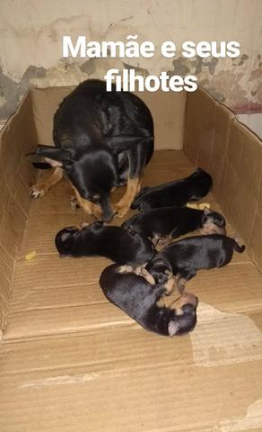 Pinscher número 1 - Foto 2