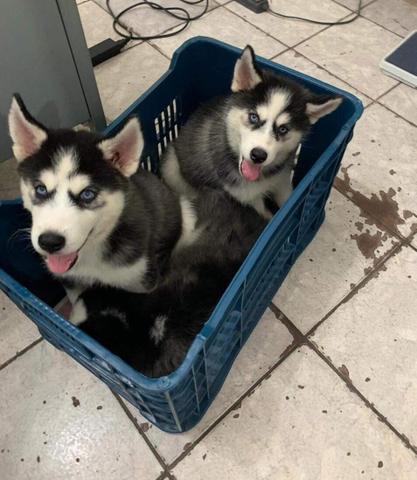 Husky Siberiano - Foto 2