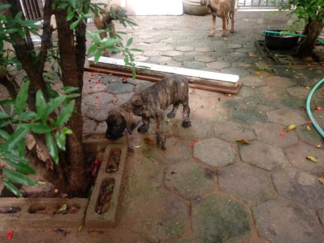 Fila Brasileiro - Foto 2