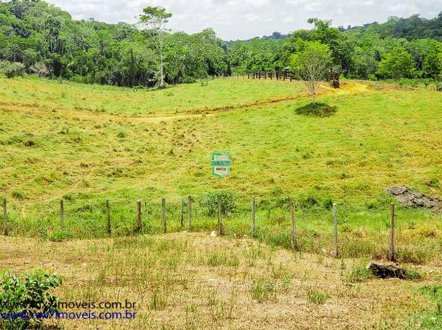 Fazenda mista de cacau e gado. Área de 203 Hectares - Foto 14