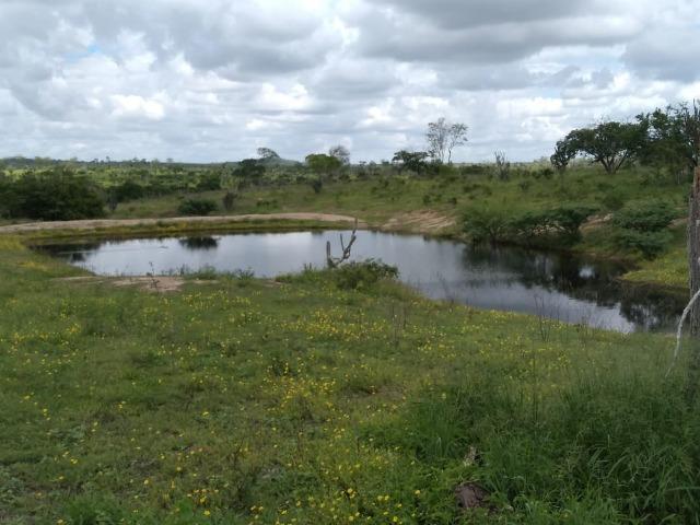 Maravilhosa fazenda na região rural de Baixa Grande Bahia, a 150 km de Feira de Santana - Foto 3