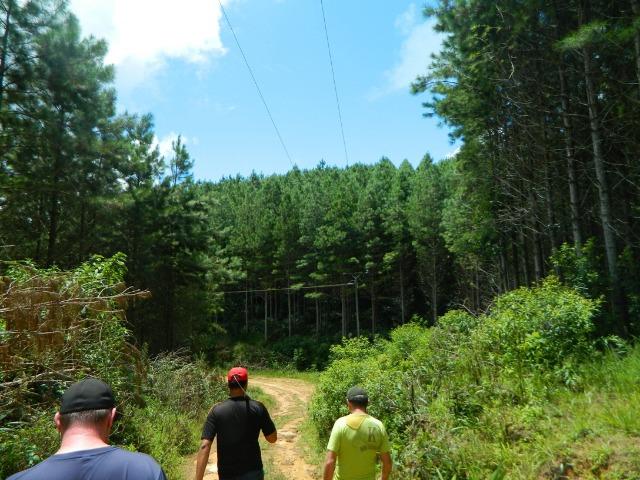 Floresta de Pinus - Foto 4