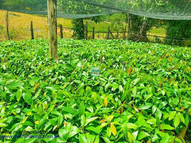 Fazenda mista de cacau e gado. Área de 203 Hectares - Foto 16