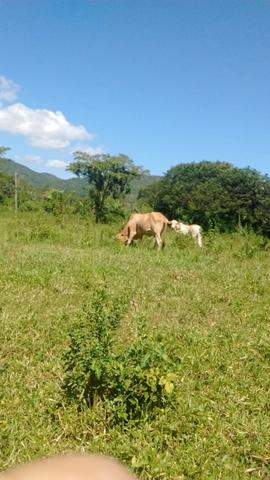 Fazenda com 806 hectares na Agrovila das Palmeiras a 130 km de Cuiabá - Foto 6