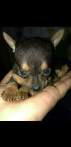 Aqui tem pinscher lindos e espertos 