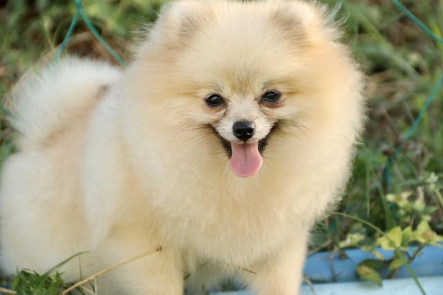 Ele Cabe dentro bolsa NÃO CRESCE MAIS LULU DA POMERANIA - Foto 6