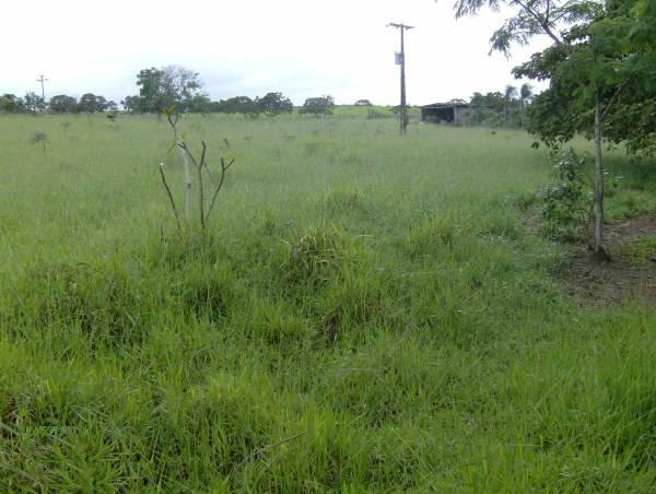 Fazenda escriturada formada ao lado de Brasília troca 61 9 * - Foto 6