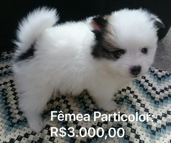 Lulu da Pomerânia - Foto 3