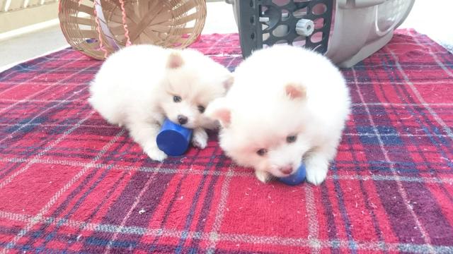 Lulu da Pomerânia - Foto 4
