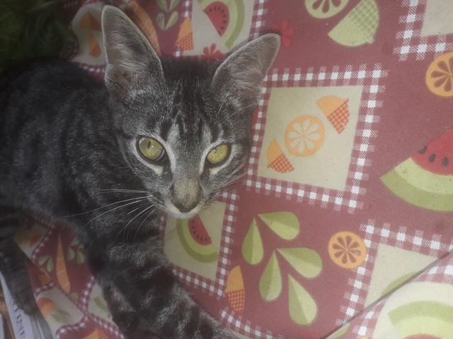 Gatinho - Foto 3
