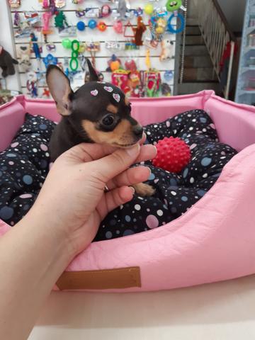 Pinchers Fêmea miniatura Atendendo com horário marcado