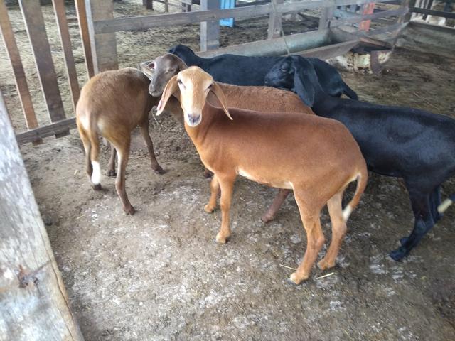Ovelhas e carneiros