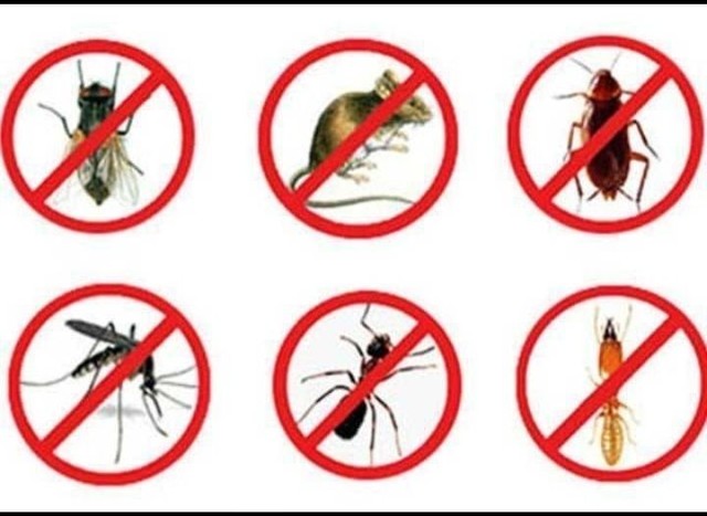 Problemas com Ratos e Baratas? - Foto 3