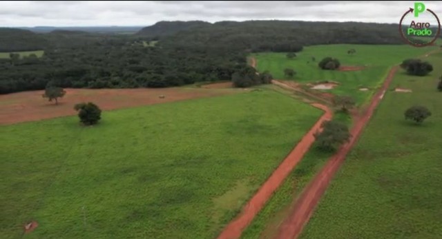 Fazenda em Goiatins. 73 mil por alqueire. - Foto 5