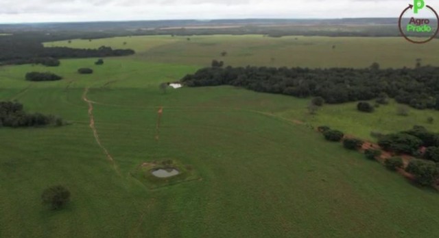 Fazenda em Goiatins. 73 mil por alqueire. - Foto 2
