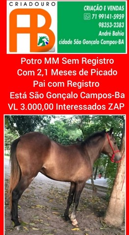 Cavalos e Éguas Disponíveis 