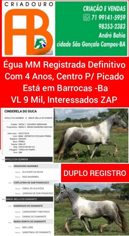 Cavalos e Éguas Disponíveis 