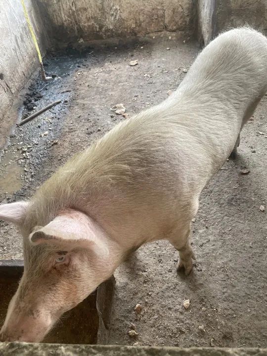 Leitões e Porcos  - Foto 6