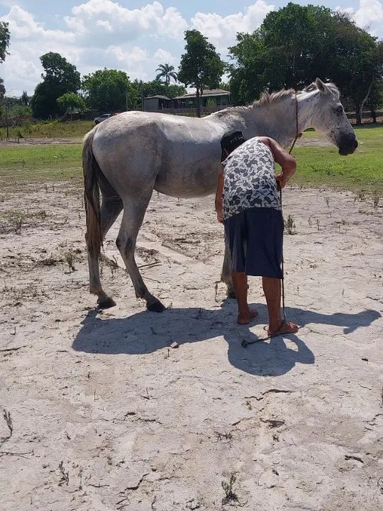 Casal de Cavalos  - Foto 6