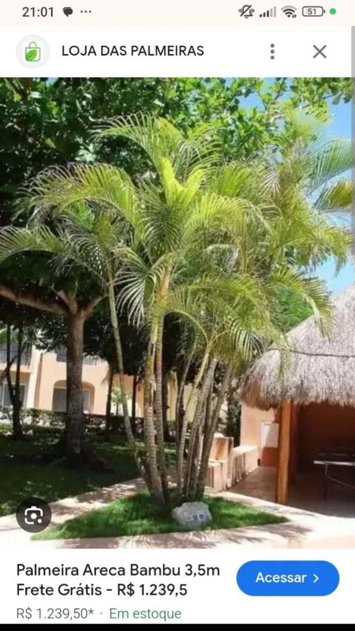 Palmeira Areca bambo - Foto 4