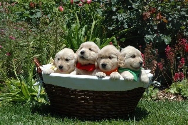  Filhotinhos de Golden Retriever, lindos e Vacinados  - Foto 3