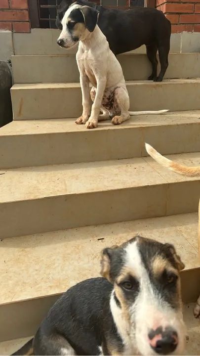 Filhote de cão disponível para adoção - Foto 3