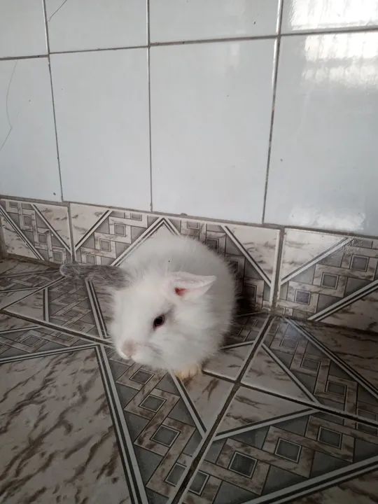 Filhotes coelho raça lion - Foto 2