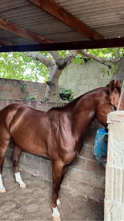 Cavalo para vender .. iniciado na esteira 