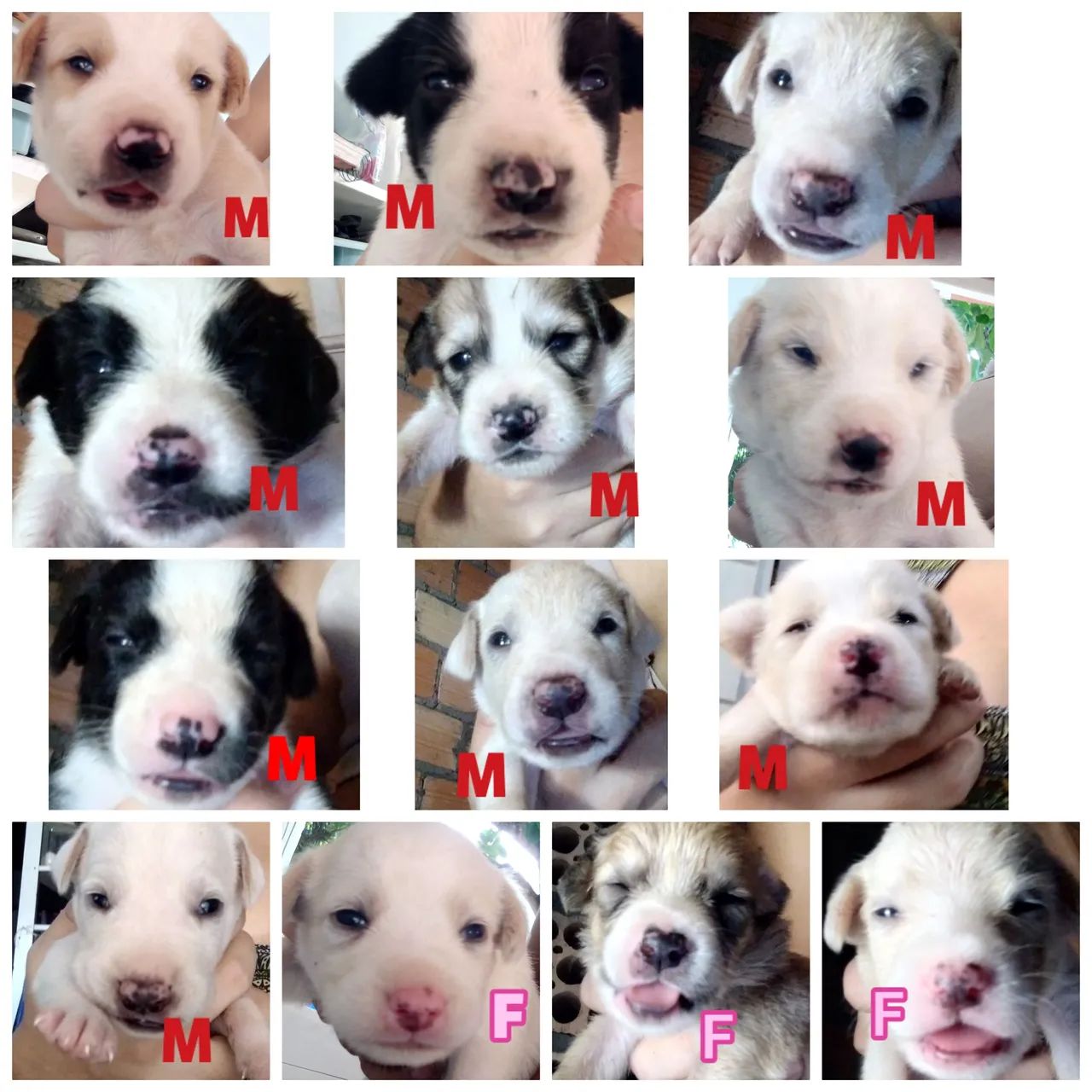 Doação de filhotes 