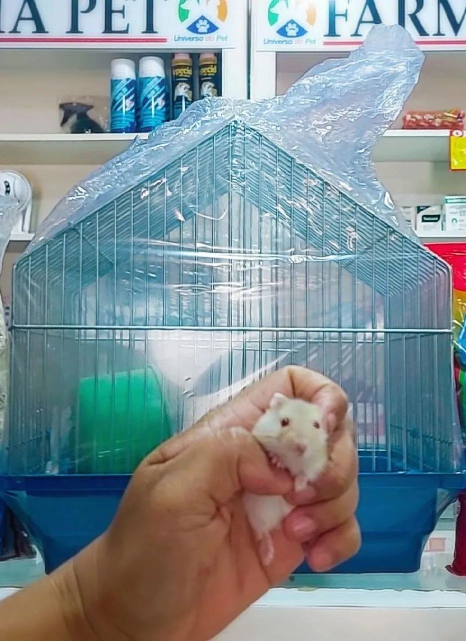 Gaiola para Hamster + 1 Hamster Anão Russo R$: 80,00 - Foto 2