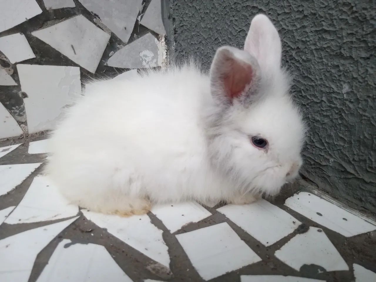 Filhotes coelho raça lion