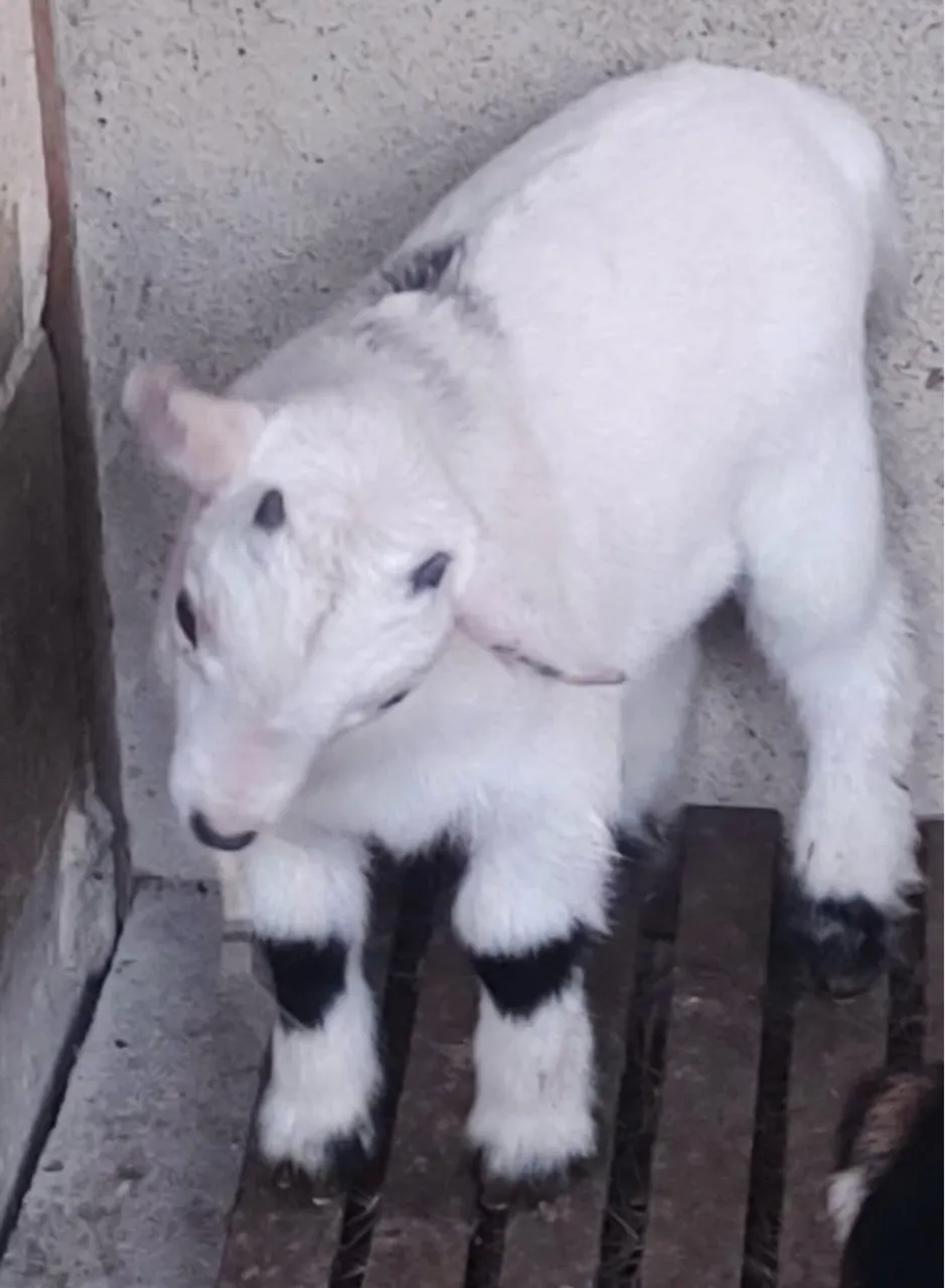 Mini Cabrito, mini bode, mini cabra