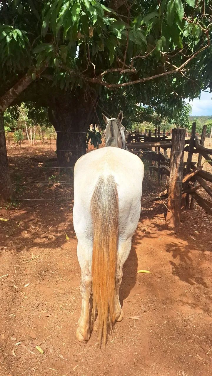 Agropecuária  - Foto 2