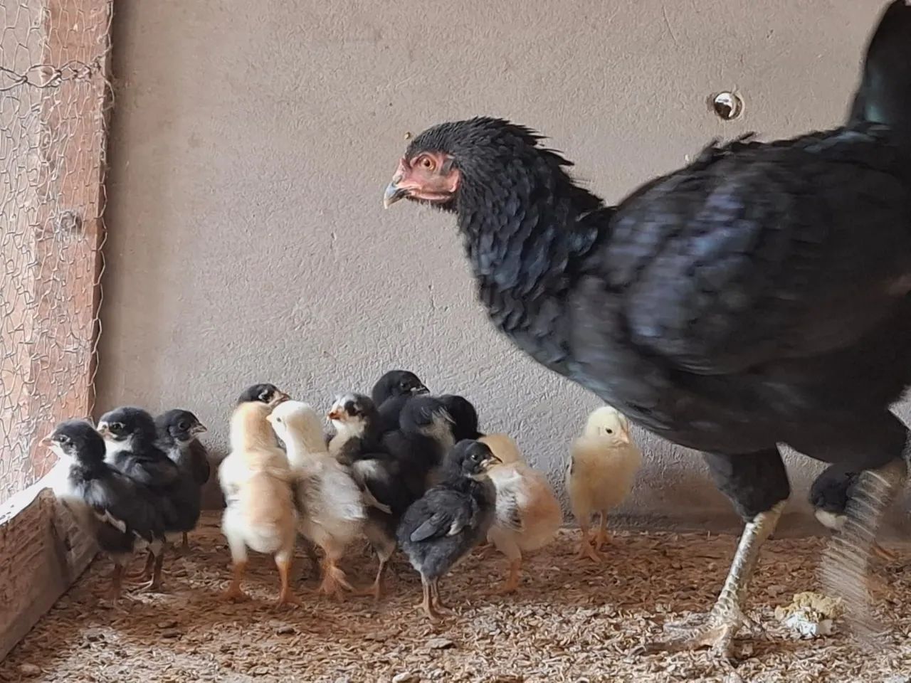 Pintinho e Galinha Caipira - Foto 4