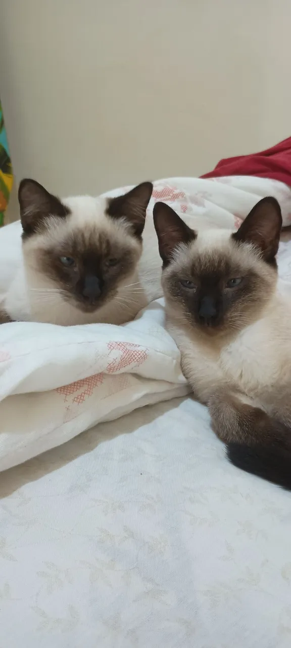 Lindos Gatinhos Siameses para Adoção