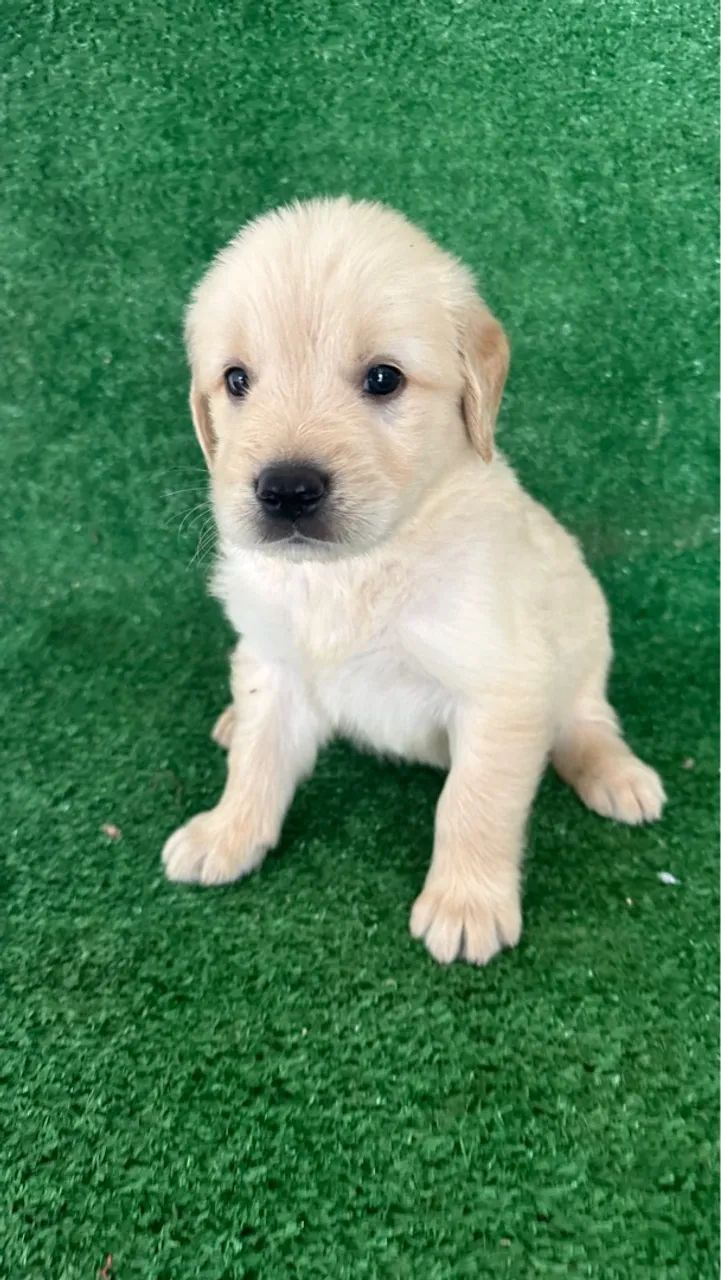 Golden Retriever machos e fêmeas ( canil Metódio ) - Foto 4
