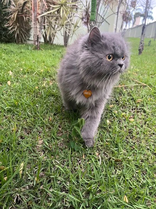 Gato Persa Cinza - Adorável e Carinhoso