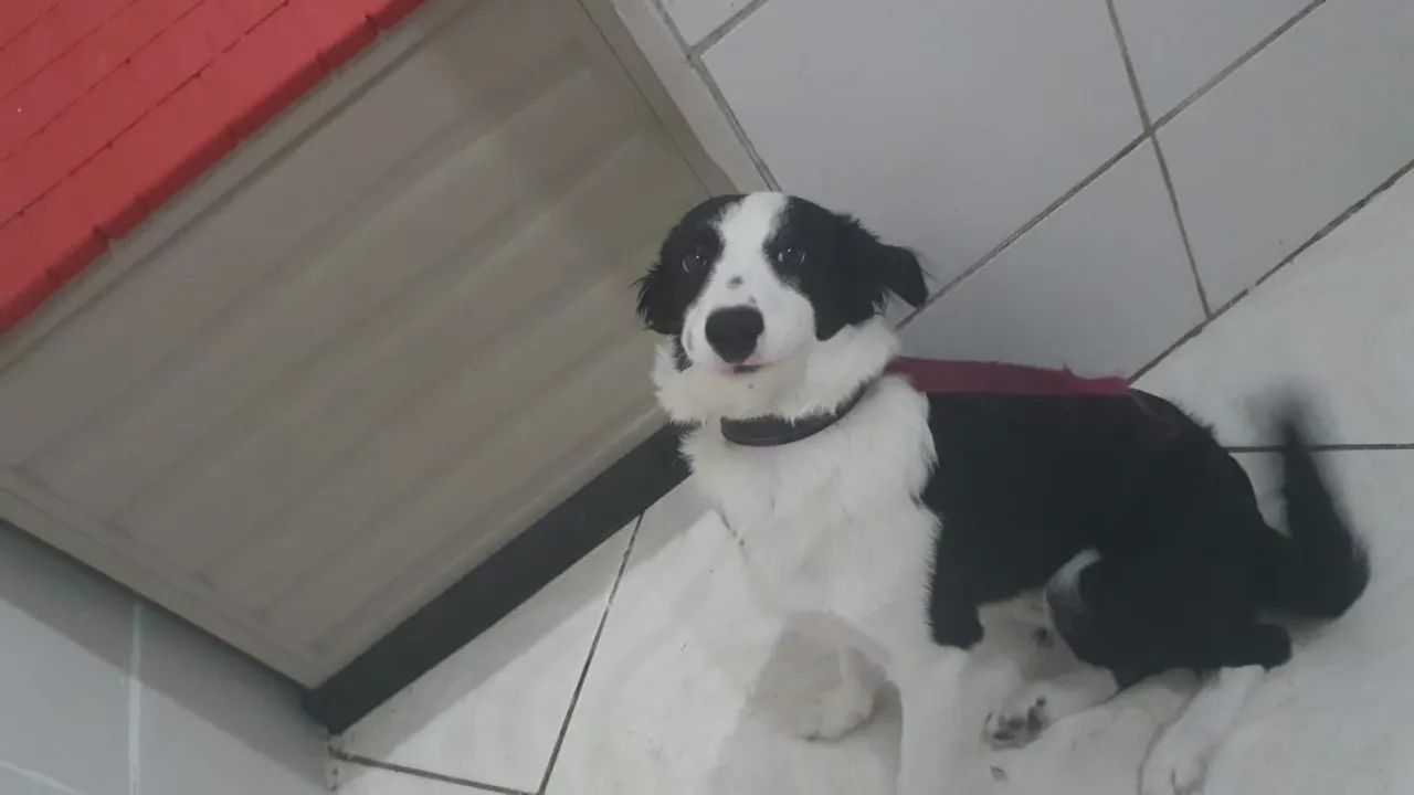 Doação Responsável Border Collie - Foto 2