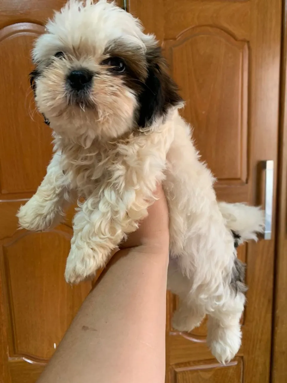 Filhote de Shih Tzu