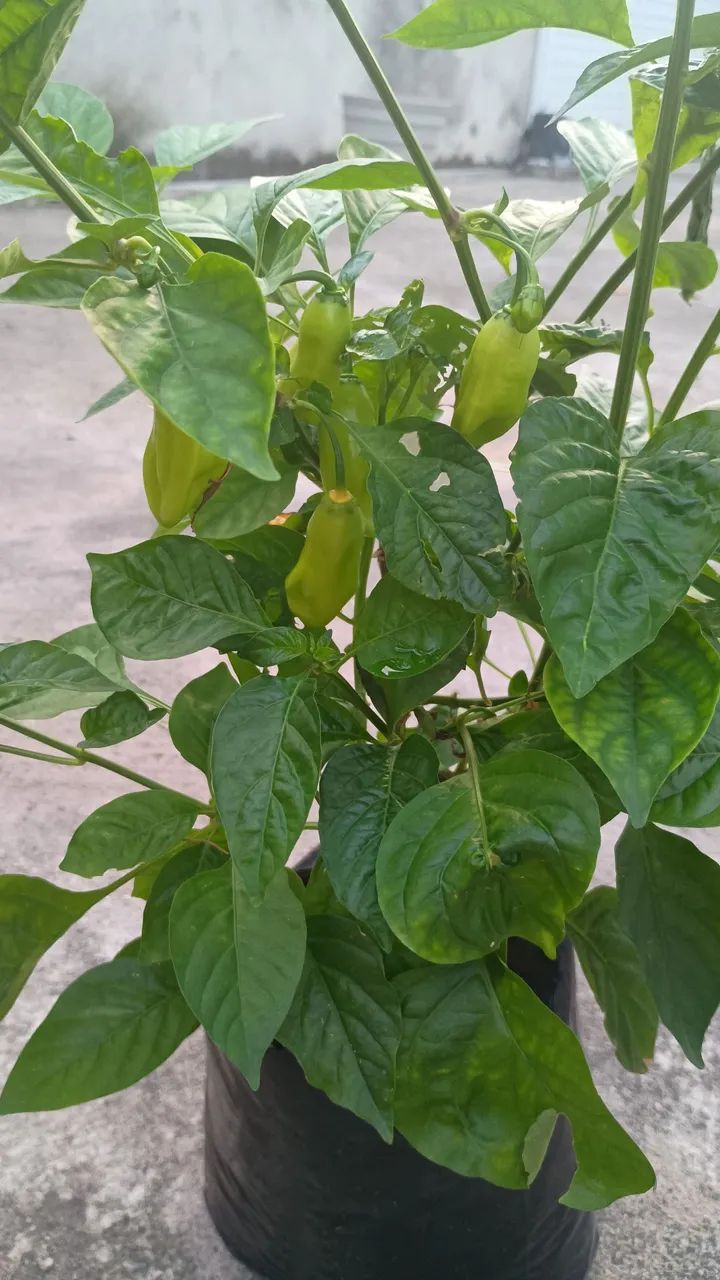 Planta pimenta variadas - Foto 2