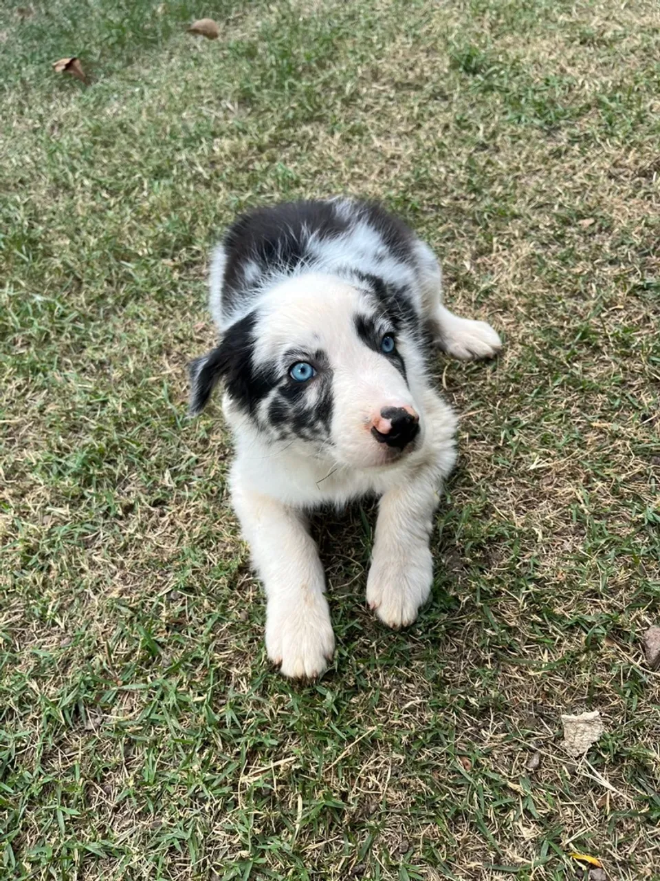 2 filhotes macho da raça Border Collie à Venda!
