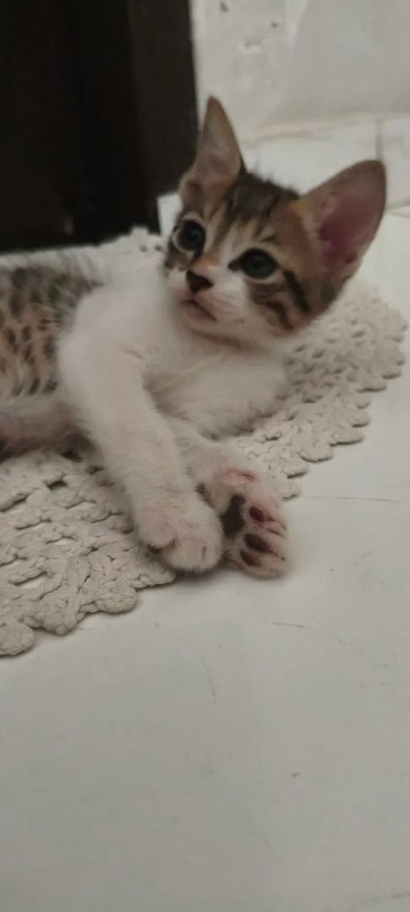 Gatinho filhote para adoção - Foto 3