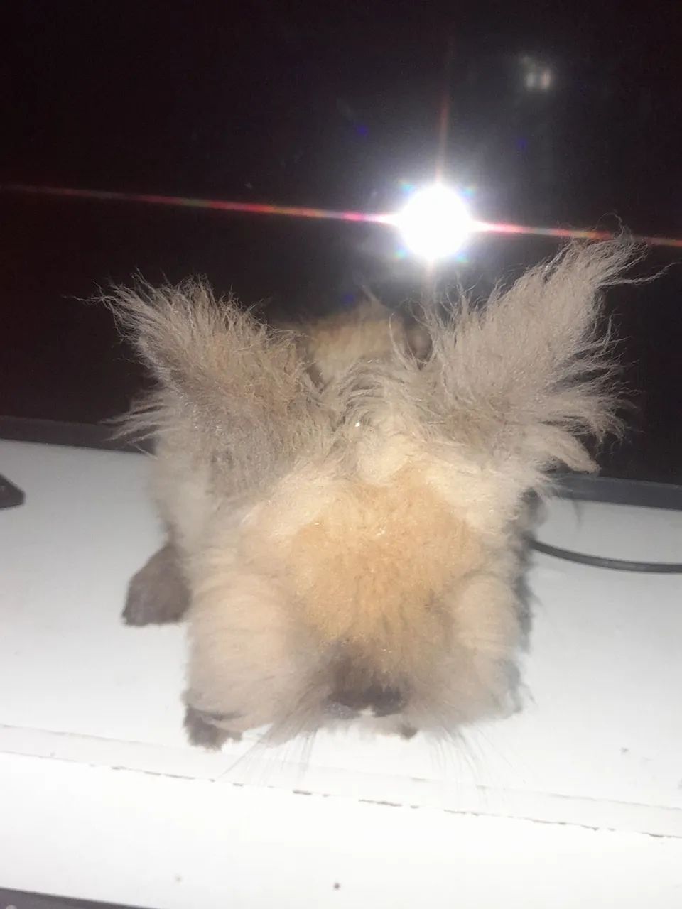 Coelhinho Angora venda urgente - Foto 4