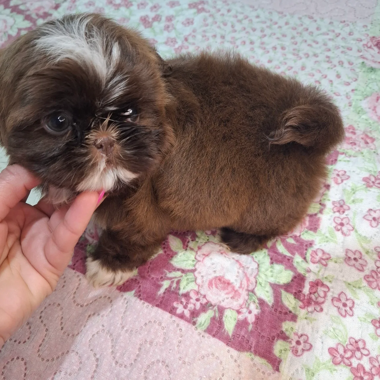 Filhote Shih Tzu Macho 